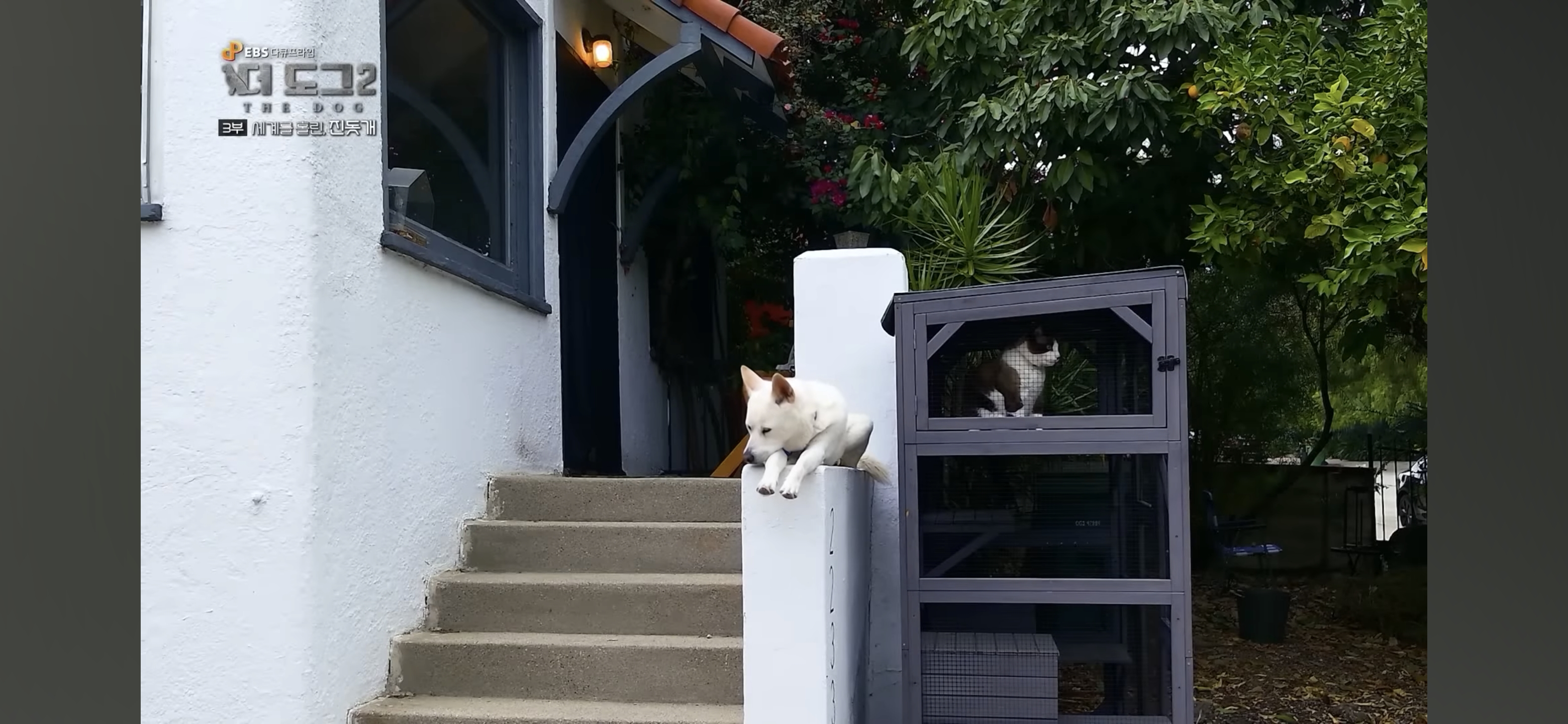 사랑받는 진돗개 보면서 힐링하고 싶은 사람??? | 인스티즈
