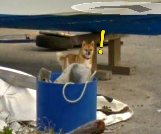 구글맵 스트리트뷰에 찍힌 댕댕이 | 인스티즈