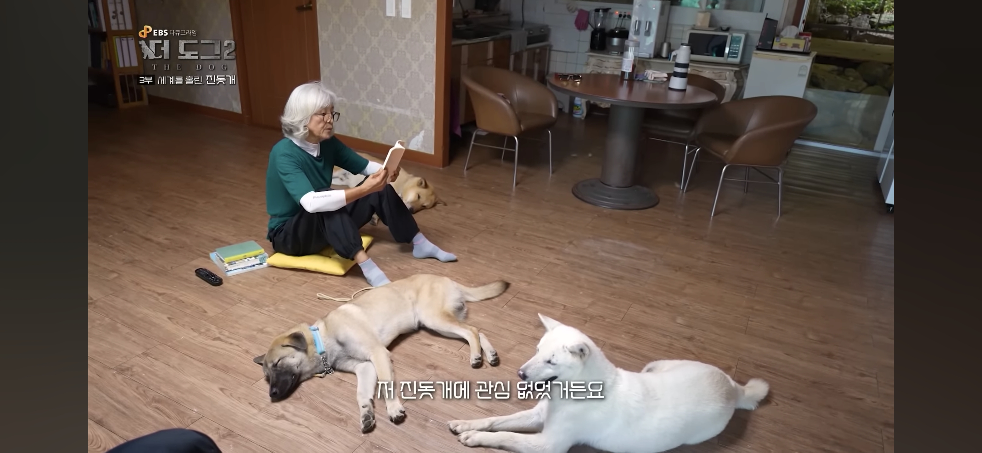 사랑받는 진돗개 보면서 힐링하고 싶은 사람??? | 인스티즈