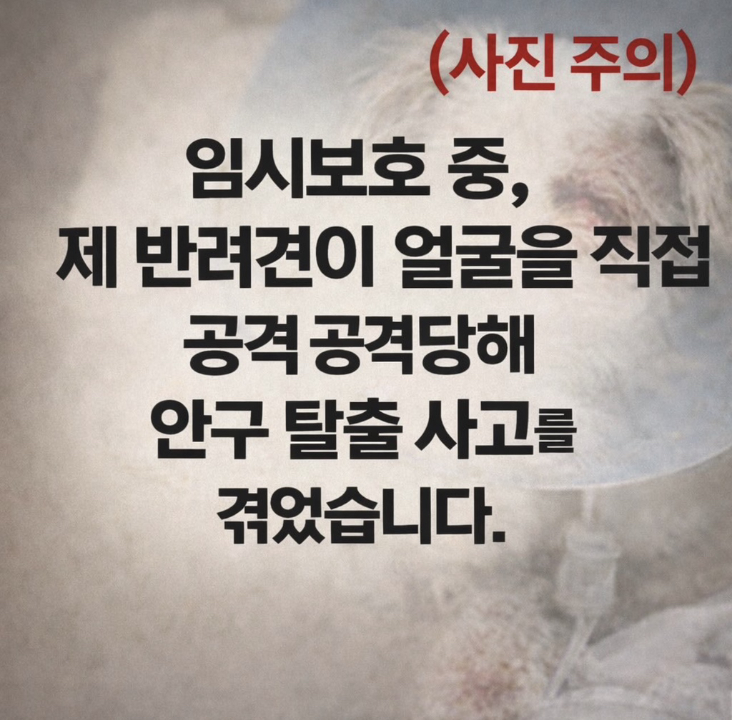 임보견에게 물려 안구탈출, 단체는 책임회피(사진 주의) | 인스티즈