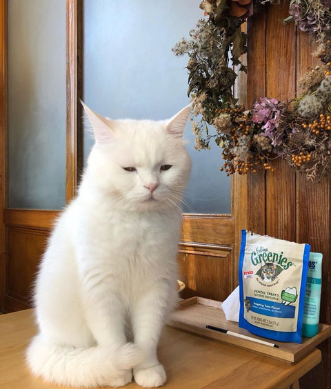 고양이 가자미눈 | 인스티즈