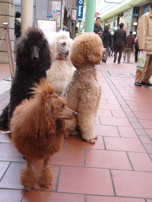 푸들의 원래 크기 | 인스티즈