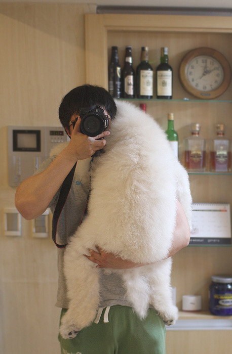 푸들의 원래 크기 | 인스티즈