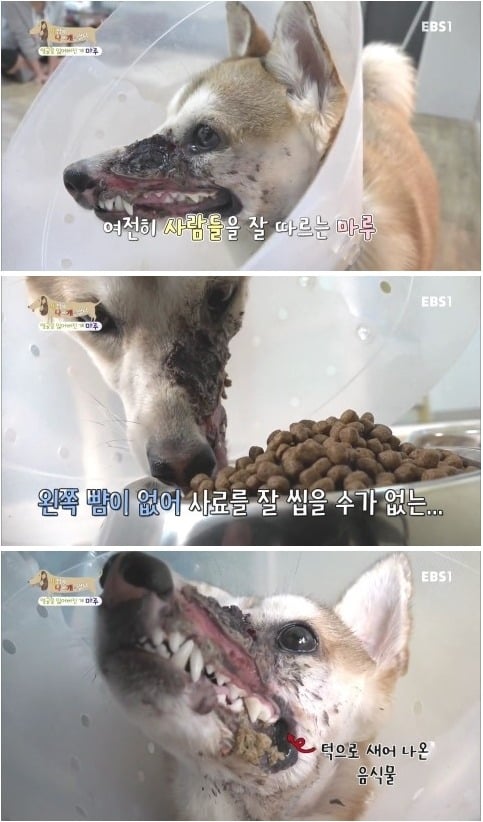[세상에나쁜개는없다] 애견훈련소 갔다가 얼굴을 잃어버린 마루 (감동이쟈나ㅠㅠ) | 인스티즈