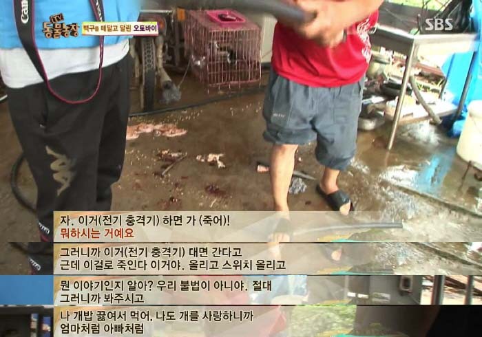 [TV동물농장] 동물농장에서 방송된 인천의 한 개 도축장의 현실.jpg | 인스티즈