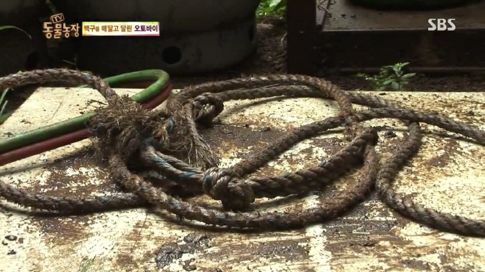 [TV동물농장] 동물농장에서 방송된 인천의 한 개 도축장의 현실.jpg | 인스티즈