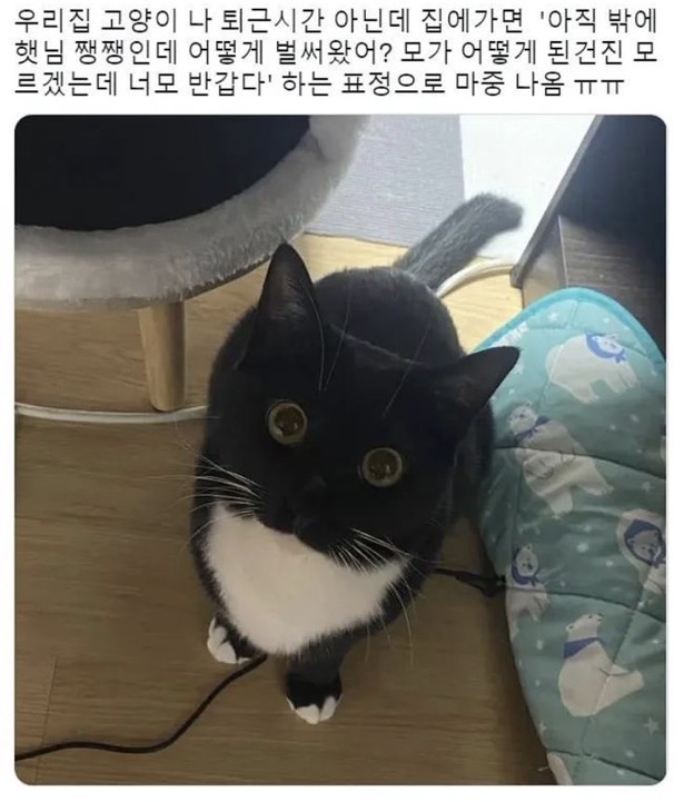 수달은 새끼를 낳으면 이곳저곳 돌아다니며 자랑하는 습성이 있습니다 | 인스티즈