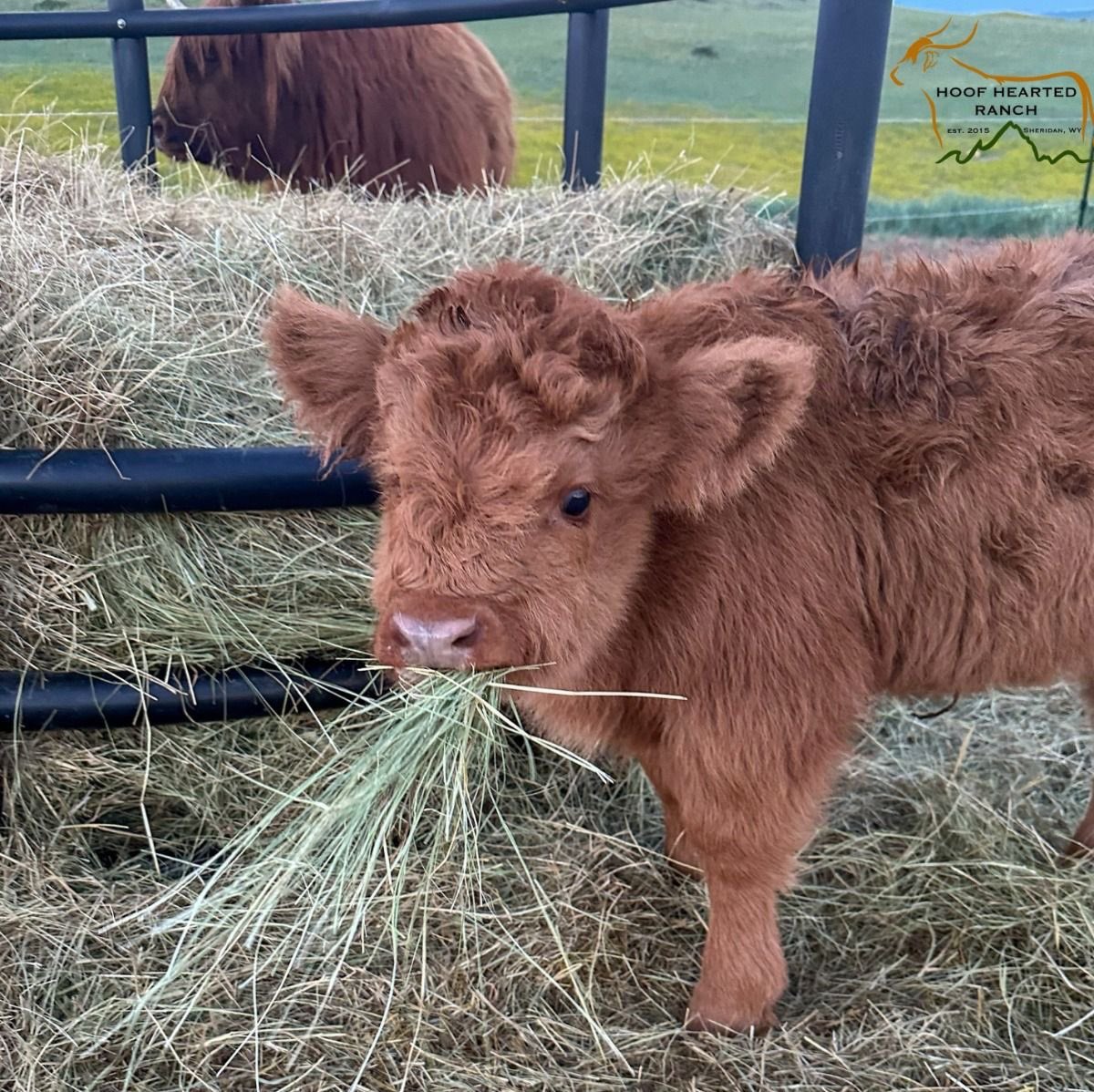 수달은 새끼를 낳으면 이곳저곳 돌아다니며 자랑하는 습성이 있습니다 | 인스티즈
