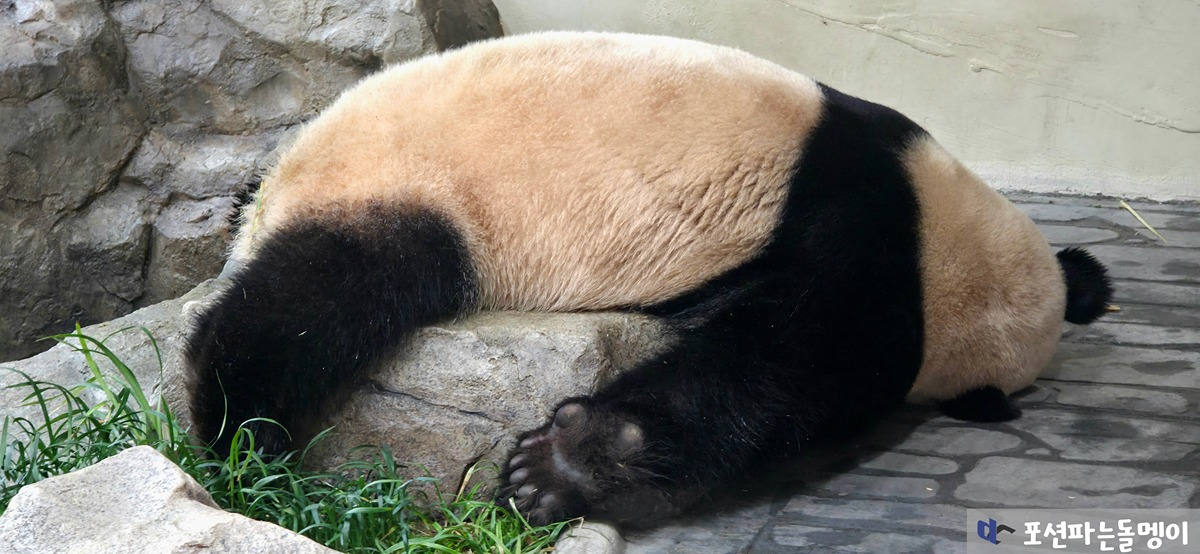 아침 물놀이 후 떡실신한 루이바오🐼💜 | 인스티즈