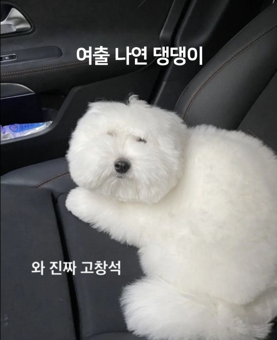 전여친 강아지한테 못생겼다고 하는 전남친 | 인스티즈