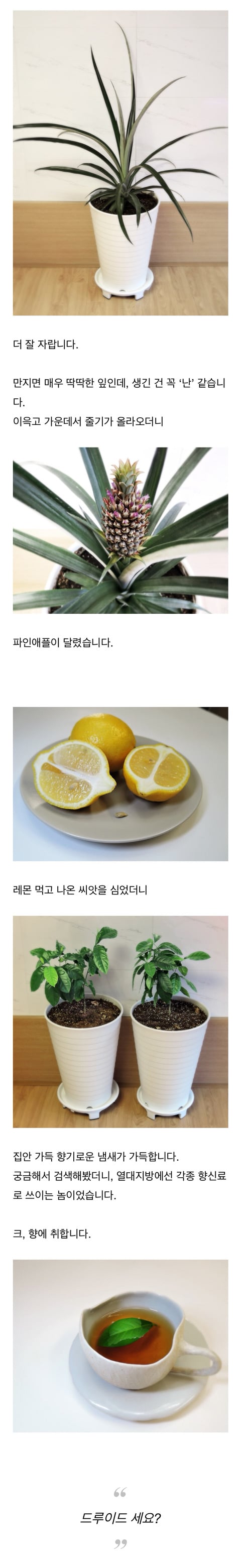 어느 블로거의 특이한 취미 (feat. 식물 키우기) | 인스티즈