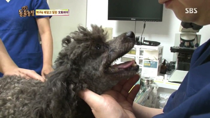 [TV동물농장] 동물농장에서 방송된 인천의 한 개 도축장의 현실.jpg | 인스티즈