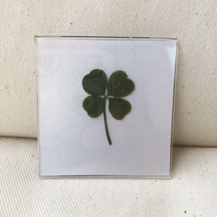 행운 무료 나눔 ➿ 🍀 (행복은 덤 . . ☘️) | 인스티즈