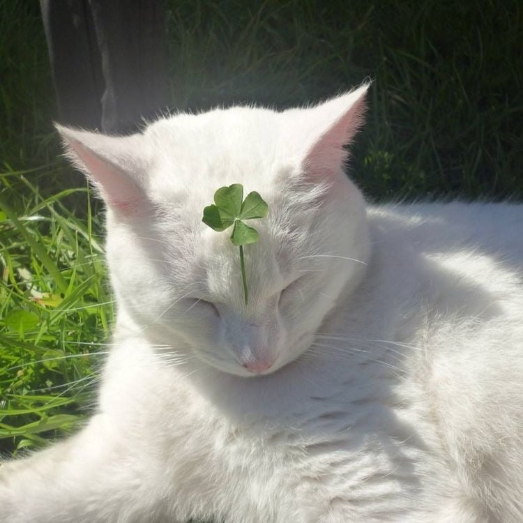 행운 무료 나눔 ➿ 🍀 (행복은 덤 . . ☘️) | 인스티즈