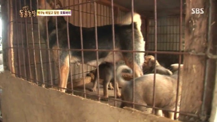 [TV동물농장] 동물농장에서 방송된 인천의 한 개 도축장의 현실.jpg | 인스티즈