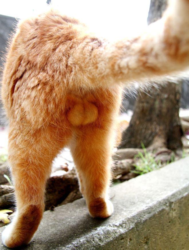 고양이 부랄 사진집 | 인스티즈