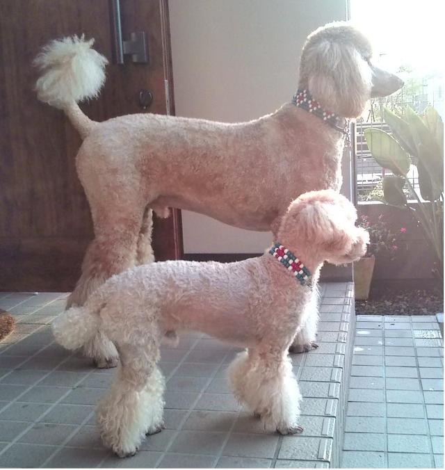 푸들의 원래 크기 | 인스티즈