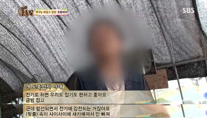 [TV동물농장] 동물농장에서 방송된 인천의 한 개 도축장의 현실.jpg | 인스티즈