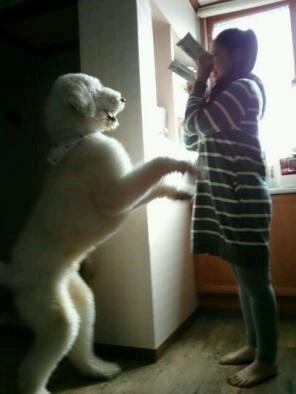 푸들의 원래 크기 | 인스티즈