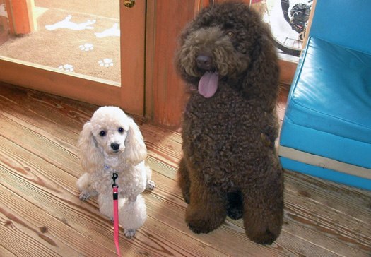 푸들의 원래 크기 | 인스티즈