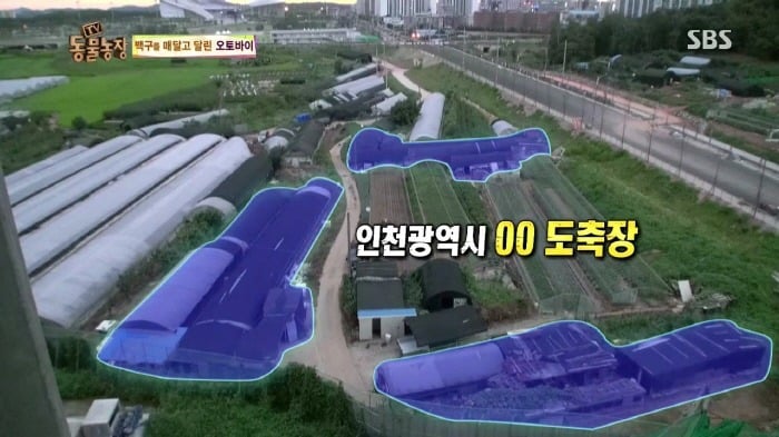 [TV동물농장] 동물농장에서 방송된 인천의 한 개 도축장의 현실.jpg | 인스티즈