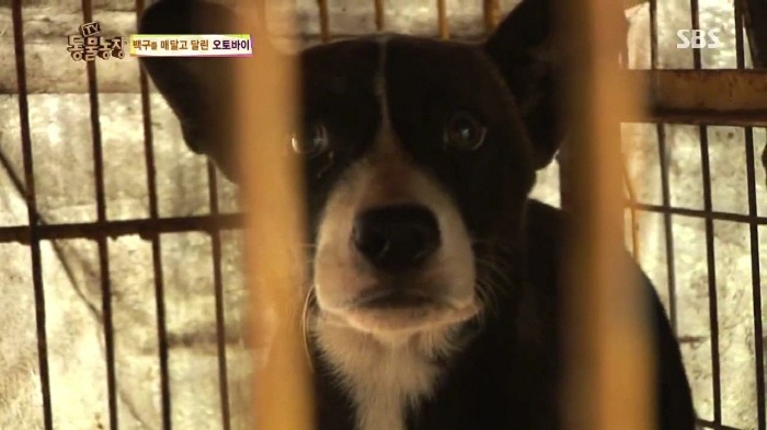[TV동물농장] 동물농장에서 방송된 인천의 한 개 도축장의 현실.jpg | 인스티즈