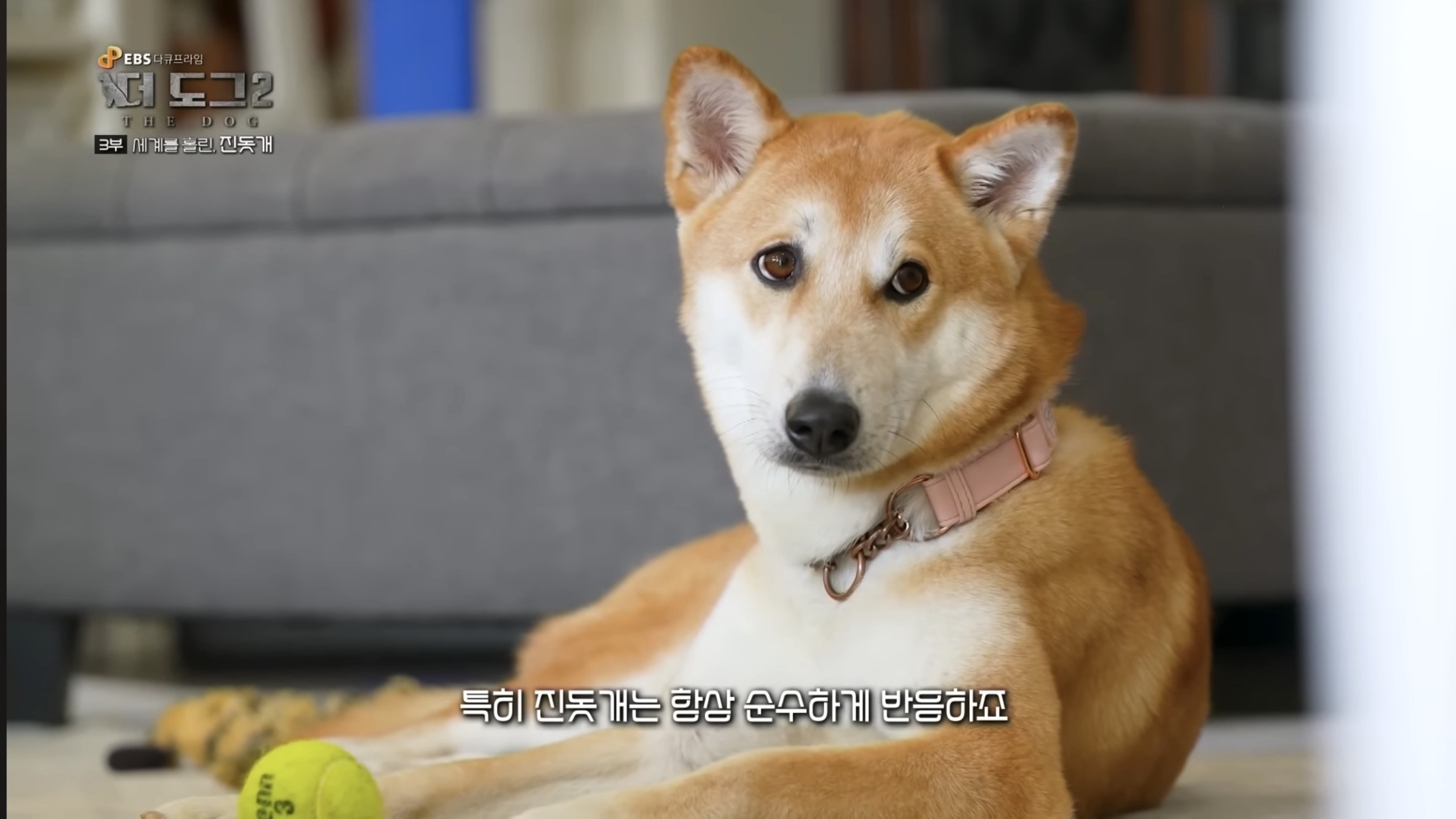 사랑받는 진돗개 보면서 힐링하고 싶은 사람??? | 인스티즈