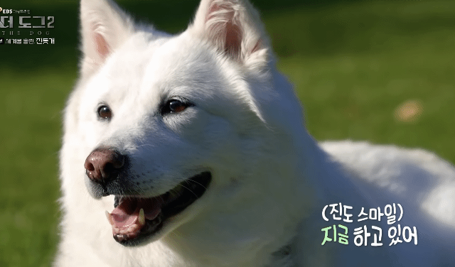 사랑받는 진돗개 보면서 힐링하고 싶은 사람??? | 인스티즈