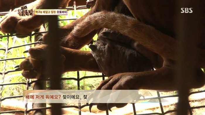 [TV동물농장] 동물농장에서 방송된 인천의 한 개 도축장의 현실.jpg | 인스티즈