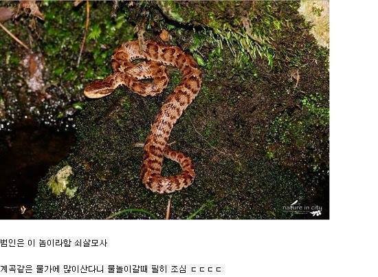 쇠살모사 물린 손가락 치유과정.jpg (혐오주의) | 인스티즈