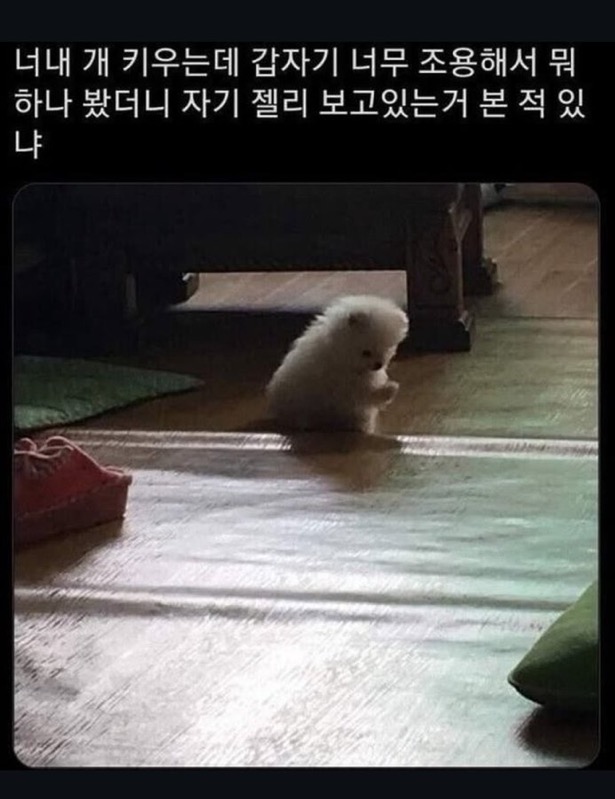 수달은 새끼를 낳으면 이곳저곳 돌아다니며 자랑하는 습성이 있습니다 | 인스티즈