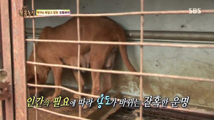 [TV동물농장] 동물농장에서 방송된 인천의 한 개 도축장의 현실.jpg | 인스티즈