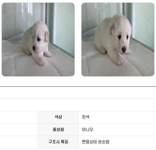 현재 논란중인 강아지 구조 상태 ......jpg | 인스티즈