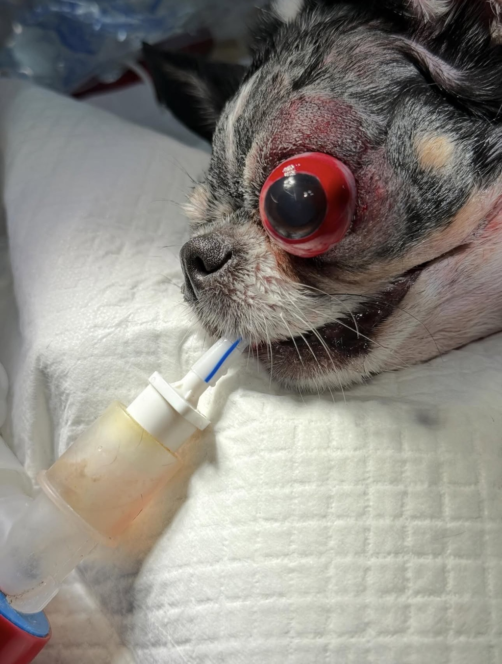 임보견에게 물려 안구탈출, 단체는 책임회피(사진 주의) | 인스티즈