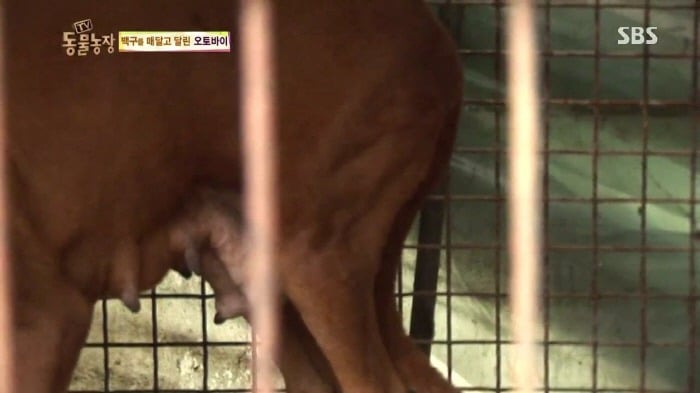 [TV동물농장] 동물농장에서 방송된 인천의 한 개 도축장의 현실.jpg | 인스티즈