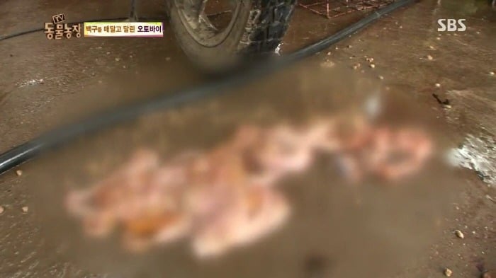 [TV동물농장] 동물농장에서 방송된 인천의 한 개 도축장의 현실.jpg | 인스티즈
