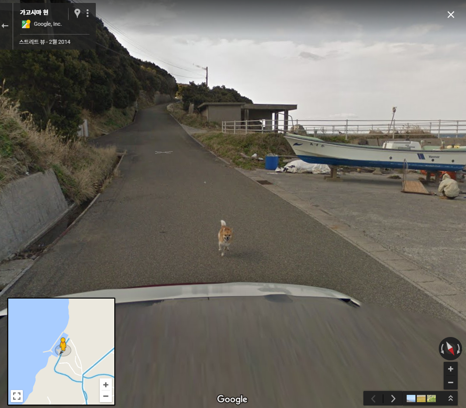 구글맵 스트리트뷰에 찍힌 댕댕이 | 인스티즈