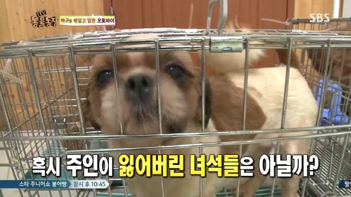 [TV동물농장] 동물농장에서 방송된 인천의 한 개 도축장의 현실.jpg | 인스티즈