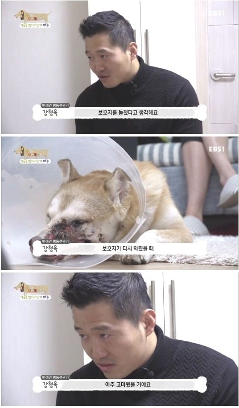 [세상에나쁜개는없다] 애견훈련소 갔다가 얼굴을 잃어버린 마루 (감동이쟈나ㅠㅠ) | 인스티즈