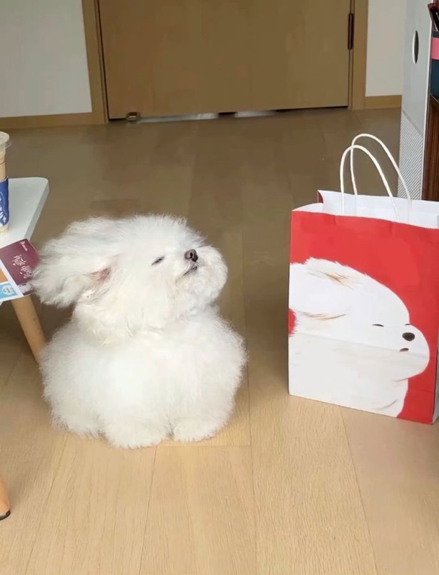 수달은 새끼를 낳으면 이곳저곳 돌아다니며 자랑하는 습성이 있습니다 | 인스티즈