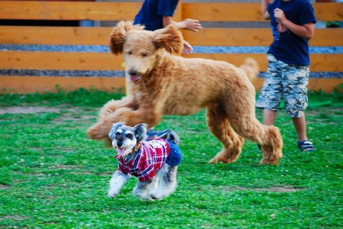 푸들의 원래 크기 | 인스티즈