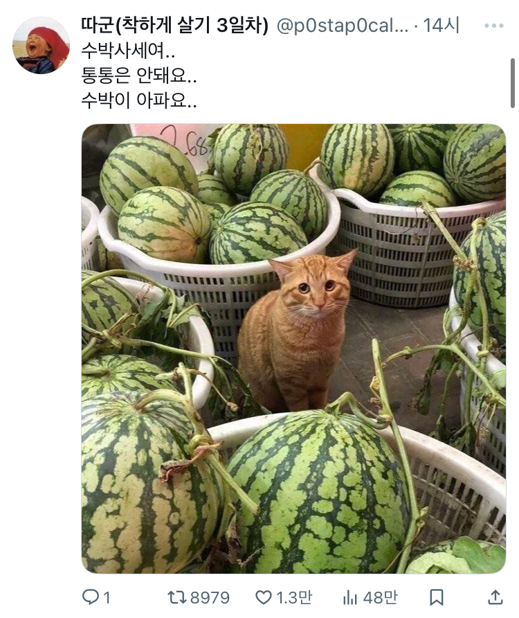 수달은 새끼를 낳으면 이곳저곳 돌아다니며 자랑하는 습성이 있습니다 | 인스티즈