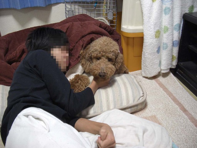 푸들의 원래 크기 | 인스티즈