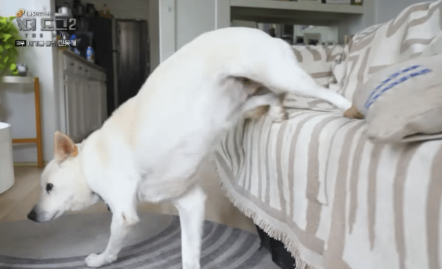 사랑받는 진돗개 보면서 힐링하고 싶은 사람??? | 인스티즈