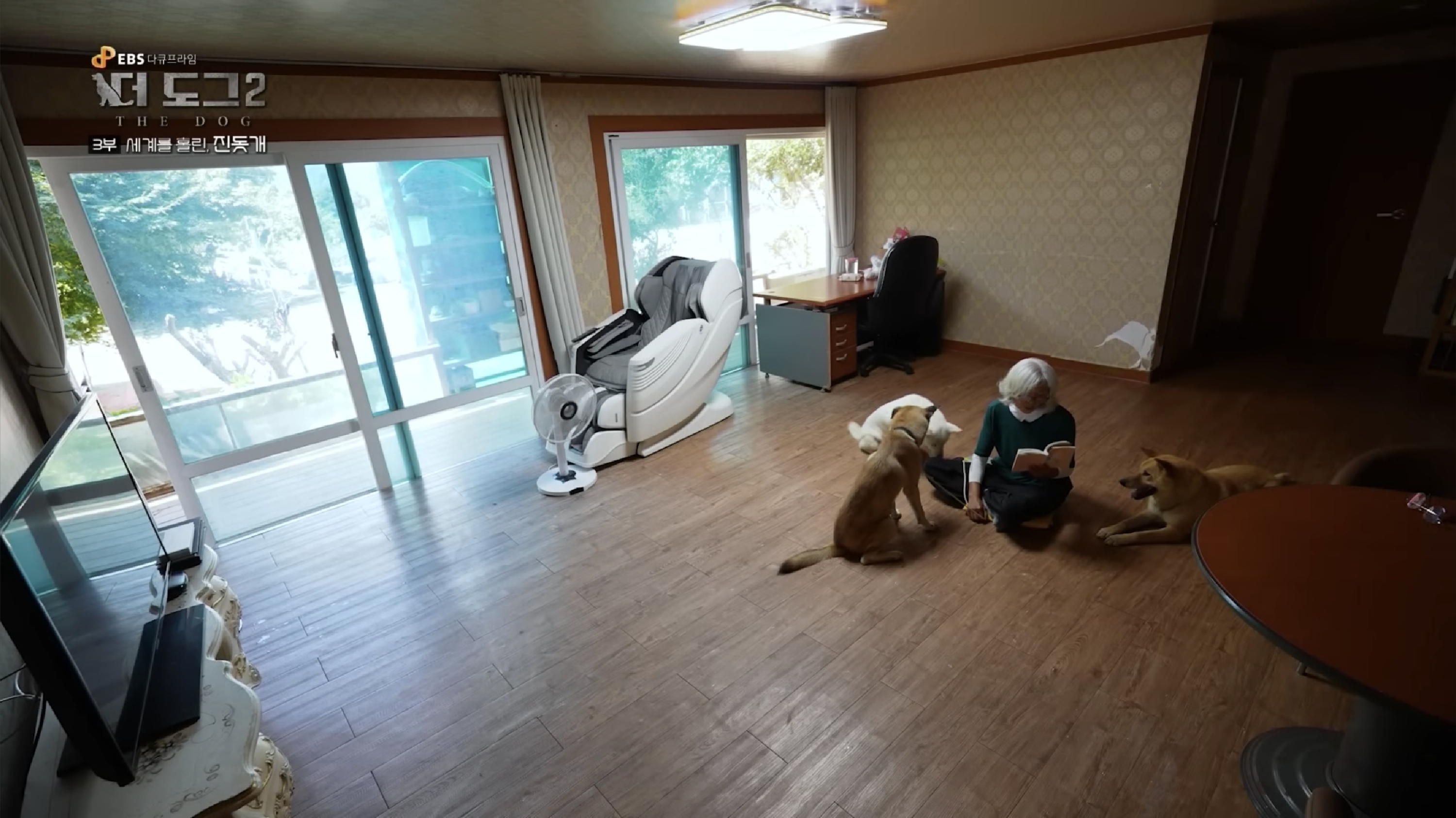 사랑받는 진돗개 보면서 힐링하고 싶은 사람??? | 인스티즈