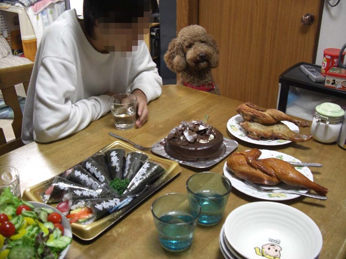 푸들의 원래 크기 | 인스티즈