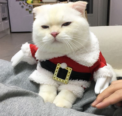 고양이 가자미눈 | 인스티즈