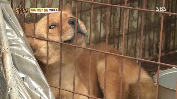 [TV동물농장] 동물농장에서 방송된 인천의 한 개 도축장의 현실.jpg | 인스티즈