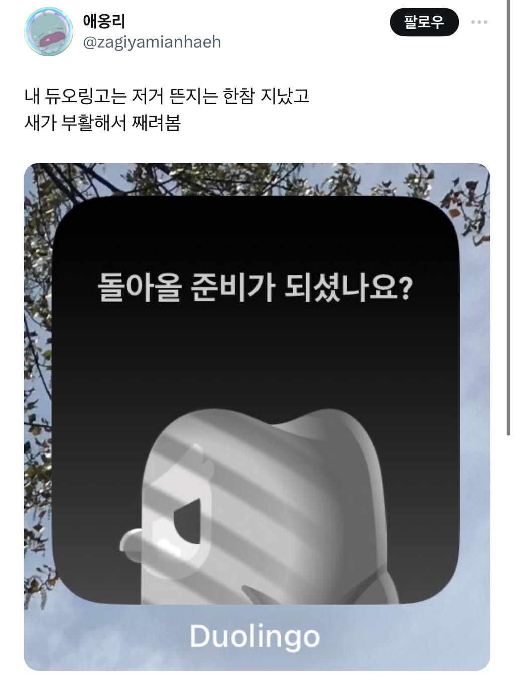 한국 듀오링고 사용자들 댐 부엉이옴 .twt | 인스티즈