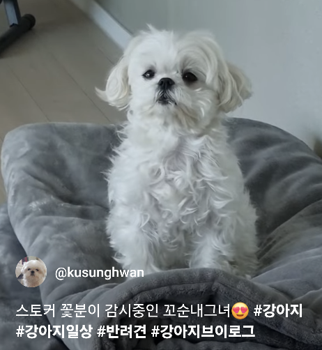 말티즈 보호자는 충격받는다는 꽃분이 영상 | 인스티즈